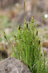 Gullbeitarbjølluvísa / Equisetum palustre L.