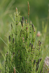 Gullbeitarbjølluvísa / Equisetum palustre L.