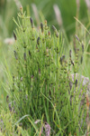 Gullbeitarbjølluvísa / Equisetum palustre L.