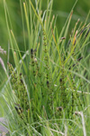 Gullbeitarbjølluvísa / Equisetum palustre L.