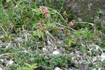 Fjallabróstagras / Thalictrum alpinum L.