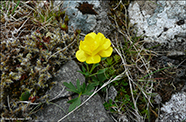 Svnaslja / Ranunculus acris