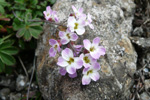 Klettaskriðublóma / Cardaminopsis petraea