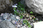 Mýribládepla / Veronica serpyllifolia L.