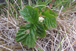 Klettarossaber / Rubus saxatilis L.