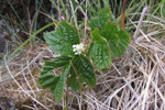 Klettarossaber / Rubus saxatilis L.