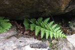 Trøllakalskampur / Dryopteris filis-mas L. Schott