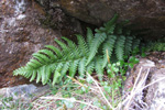 Trøllakalskampur / Dryopteris filis-mas L. Schott