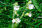 Hvít reydlig bjargablóma / Silene dioica