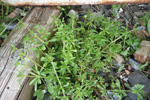 Krøkin steinbrá / Galium aparine L.