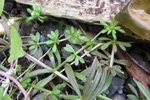 Krøkin steinbrá / Galium aparine L.