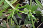 Krøkin steinbrá / Galium aparine L.