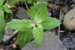 Fjrurmblka / Atriplex glabriuscula