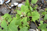 Fjrurmblka / Atriplex glabriuscula