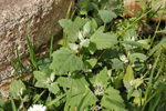 Fjrurmblka / Atriplex glabriuscula