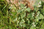 Fjrurmblka / Atriplex glabriuscula