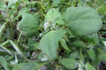 Fjørurímbløðka / Atriplex glabriuscula