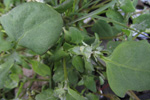 Fjørurímbløðka / Atriplex glabriuscula