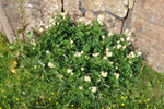 Atamjaðarurt / Filipendula ulmaria L. Maxim