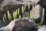 Sævargøtubrá / Plantago maritima L. Suðuroy 2012