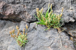 Sævargøtubrá / Plantago maritima L. Suðuroy 2012