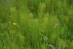 Kannubjølluvísa / Equisetum arvense L.