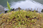 Stórvaksin gøtubrá / Plantago major