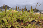 Stórvaksin gøtubrá / Plantago major