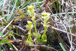 Vtlendismggjagras / Hammarbya paludosa L. O. Kuntze (Malaxis paludosa (L.) Sw.)