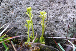 Vátlendismýggjagras / Hammarbya paludosa L. O. Kuntze (Malaxis paludosa (L.) Sw.)