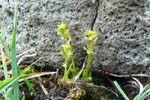 Vátlendismýggjagras / Hammarbya paludosa L. O. Kuntze (Malaxis paludosa (L.) Sw.)