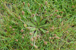 Ravnagøtubrá / Plantago coronopus L.