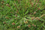 Ravnagøtubrá / Plantago coronopus L.