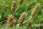 Ravnagøtubrá / Plantago coronopus L.