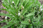 Ravnagøtubrá / Plantago coronopus L.