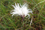 Mýrufípa / Eriophorum angustifolium