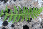 Fjallakvennkampur / Athyrium distentifolium Tausch ex Opiz (A. alpestre (Hoppe) Rylands