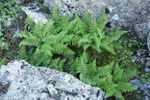 Fjallakvennkampur / Athyrium distentifolium Tausch ex Opiz (A. alpestre (Hoppe) Rylands