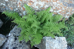 Fjallakvennkampur / Athyrium distentifolium Tausch ex Opiz (A. alpestre (Hoppe) Rylands