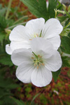 Hvtt litingarsortugras / Geranium sylvaticum