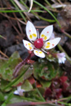 Stjrnusteinbrot / Saxifraga stellaris