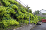 Garðaskøra / Alchemilla mollis (Buser) Rothm.