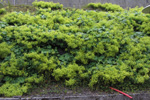 Garðaskøra / Alchemilla mollis (Buser) Rothm.