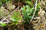 Vnblber / Vaccinium vitis-idaea L.