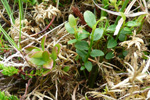 Vnblber / Vaccinium vitis-idaea L.