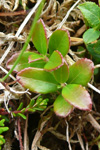 Vnblber / Vaccinium vitis-idaea L.