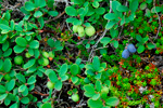 Heiablber / Vaccinium uliginosum L.