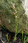 Mriseyaleykur / Triglochin palustris