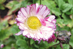 Stugtblmandi summardi / Bellis perennis (L.)