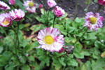 Stugtblmandi summardi / Bellis perennis (L.)